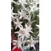 Еделвайс в саксия пред ЦЪФТЕЖ сорт Edelweiss Stella Alpina white